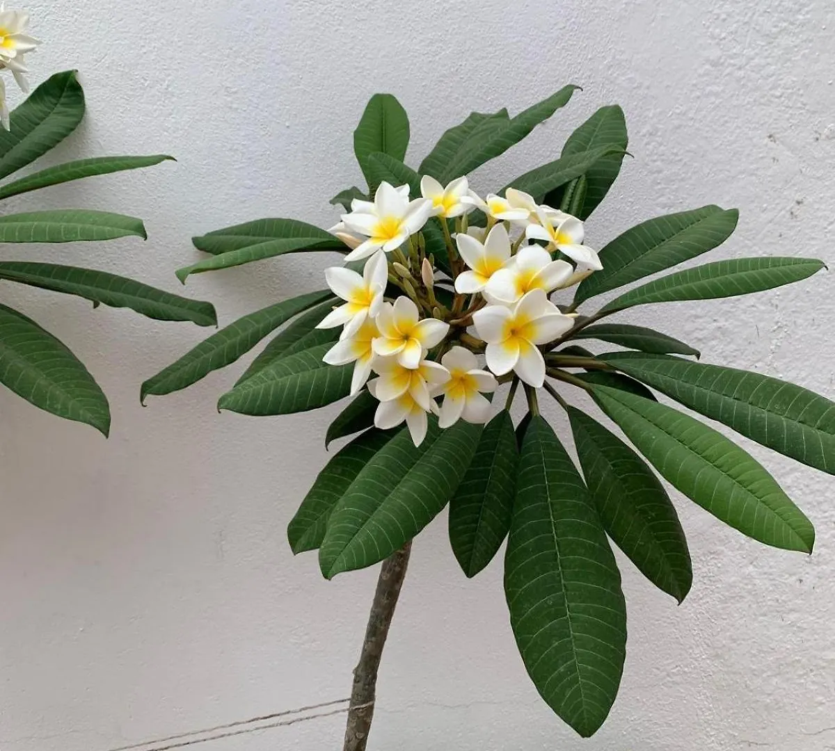 Σπίτι διακοπών Renovated Andalusian House Βίλα Μαρμπέλλα Ισπανία